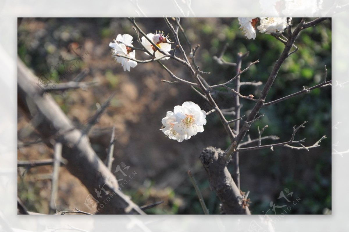 梅花白梅图片