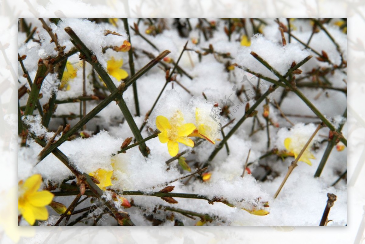 雪花中的迎春花图片