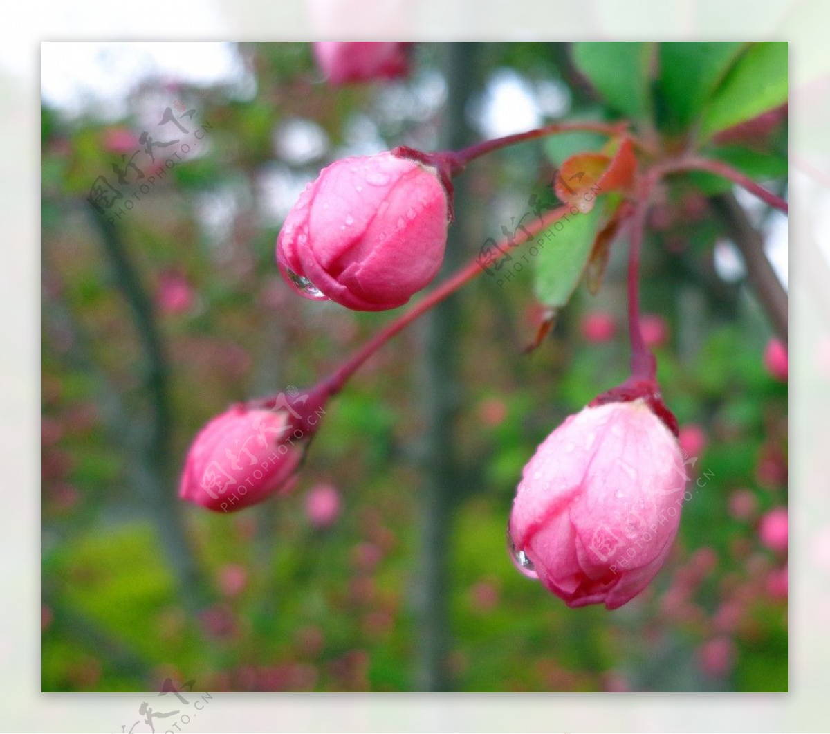 桃花花蕾图片