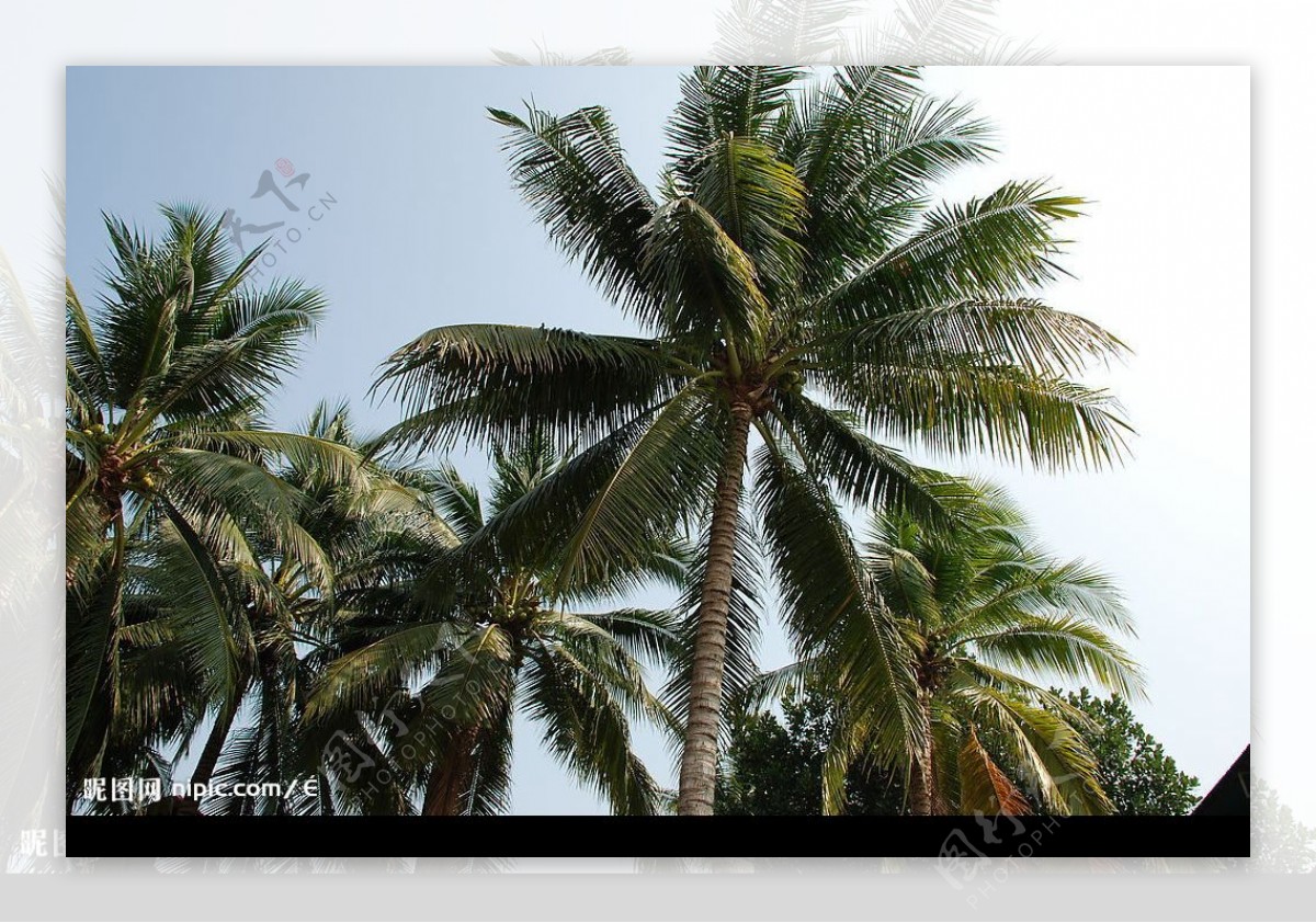曼谷椰树图片