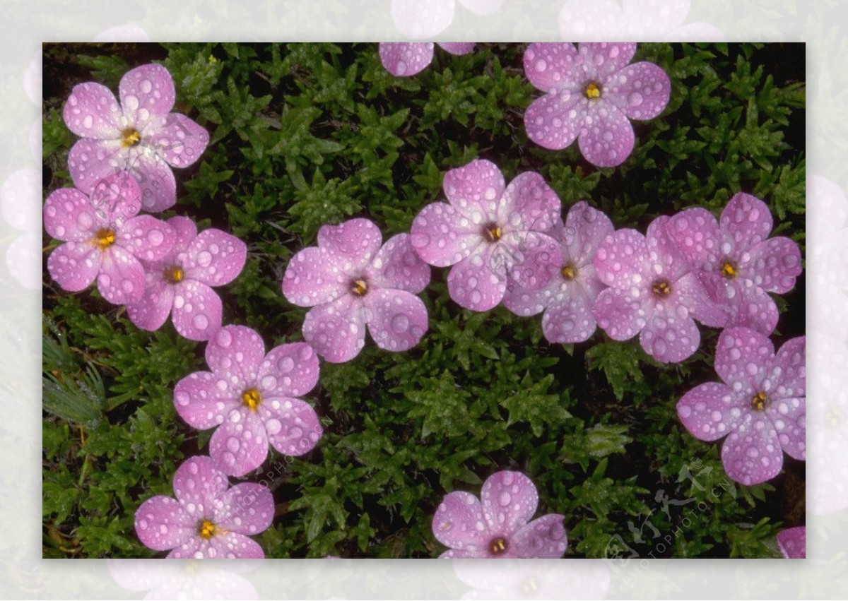 粉白花卉图片