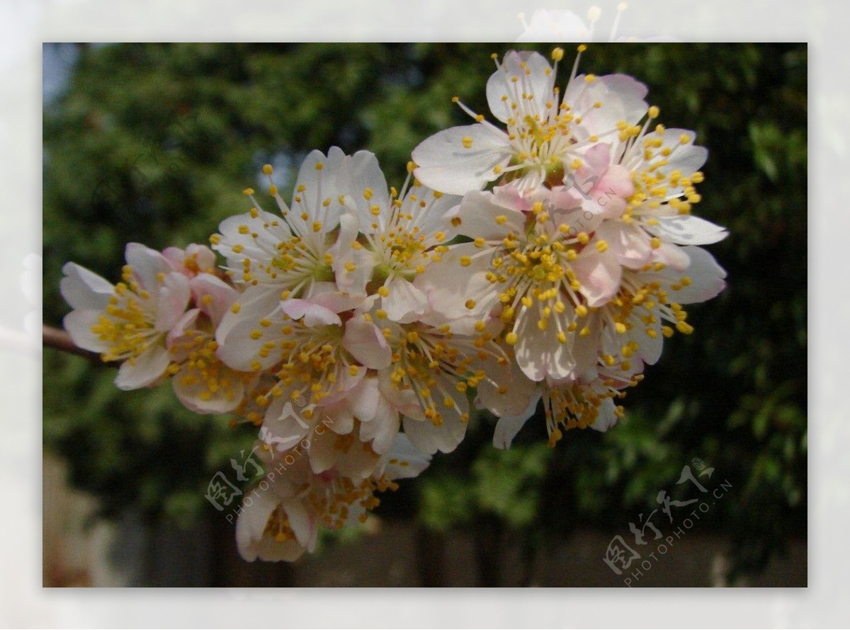花 樱桃 樱桃树枝 - Pixabay上的免费照片 - Pixabay