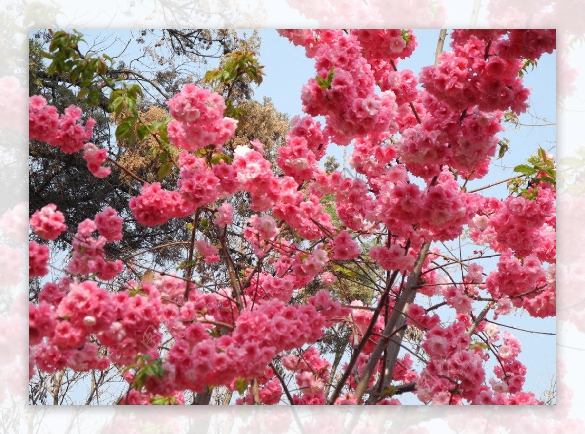 樱花图片