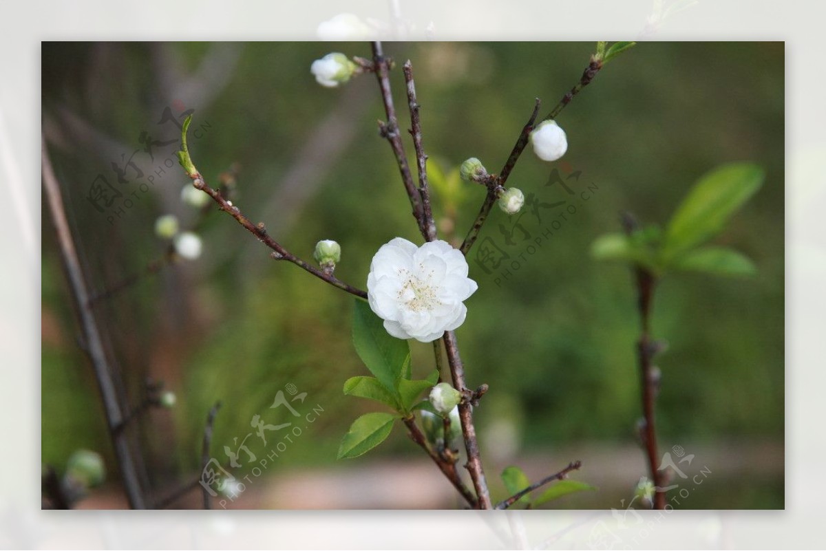 泉州森林公园白色桃花图片