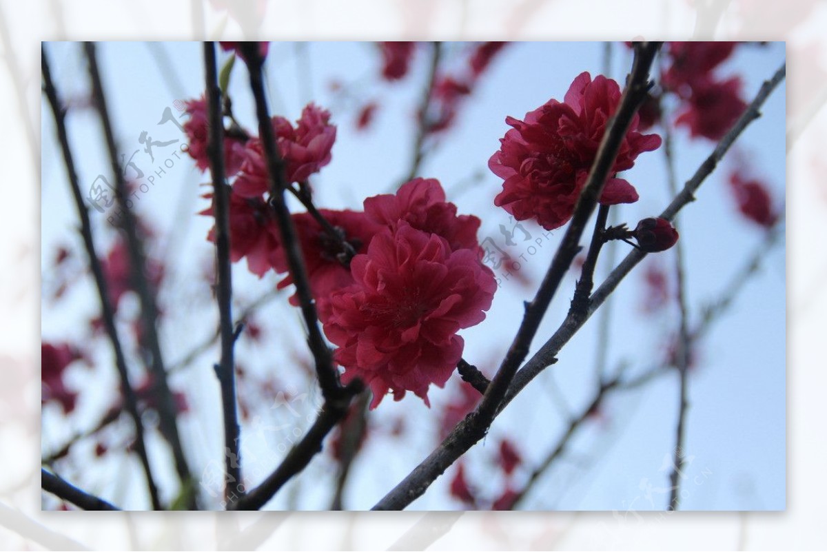 桃花图片