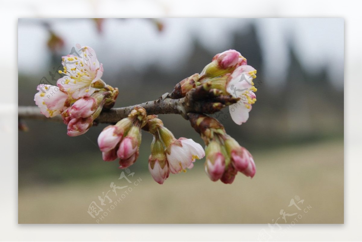 樱桃花蕾图片