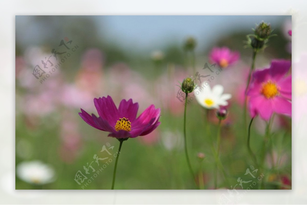 格桑花图片