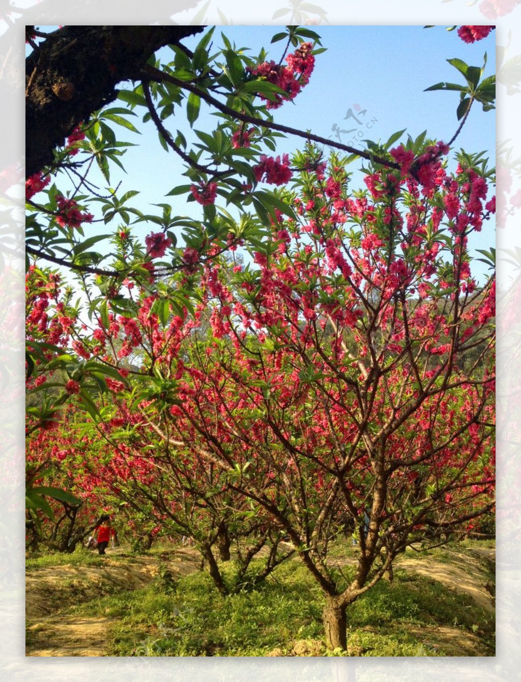 桃花桃园图片