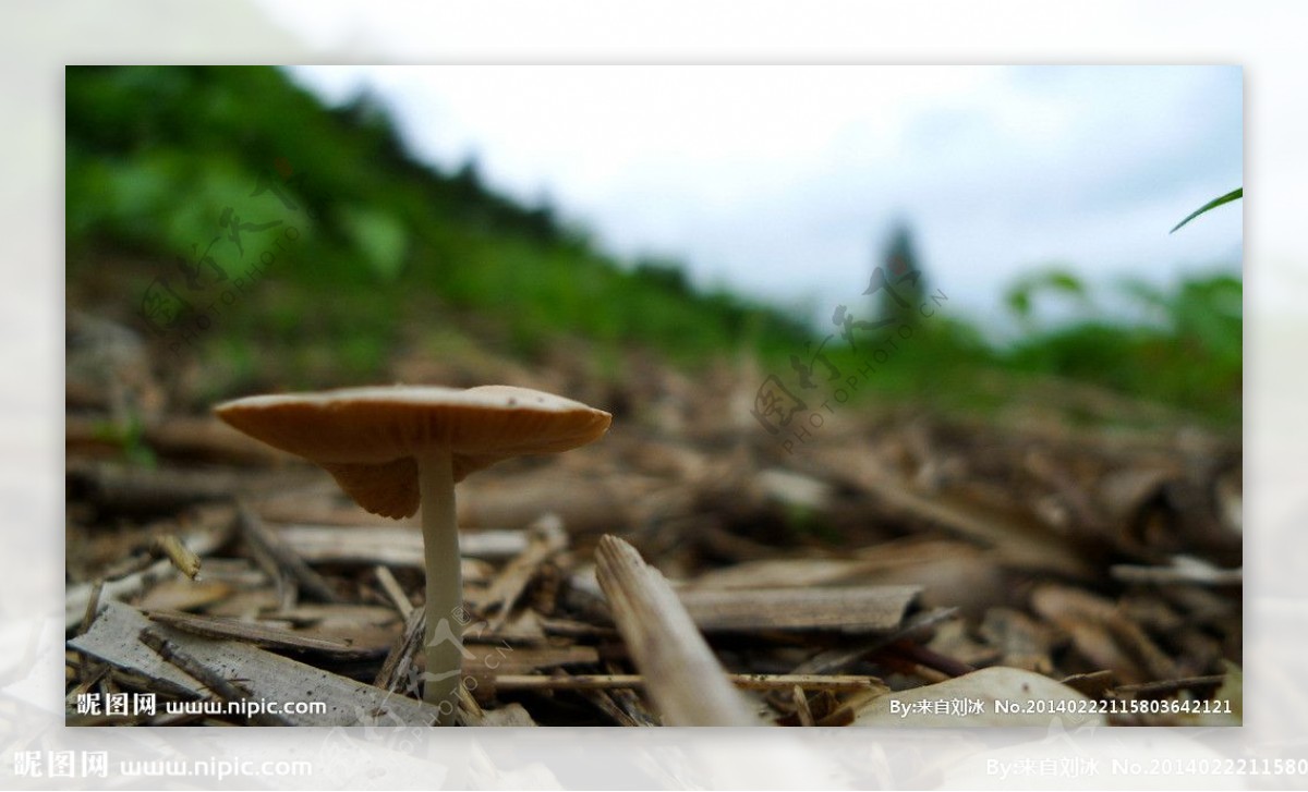 野生菌野生蘑菇图片