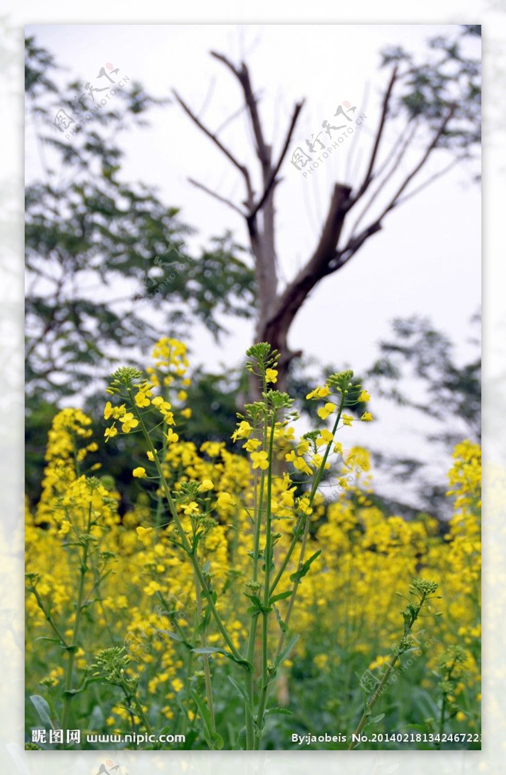 油菜花图片