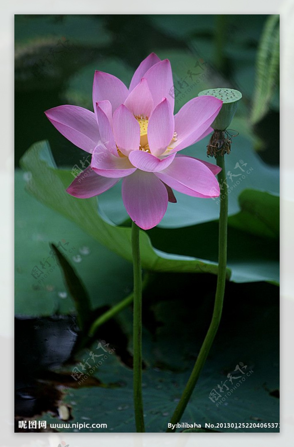 雨后荷花图片