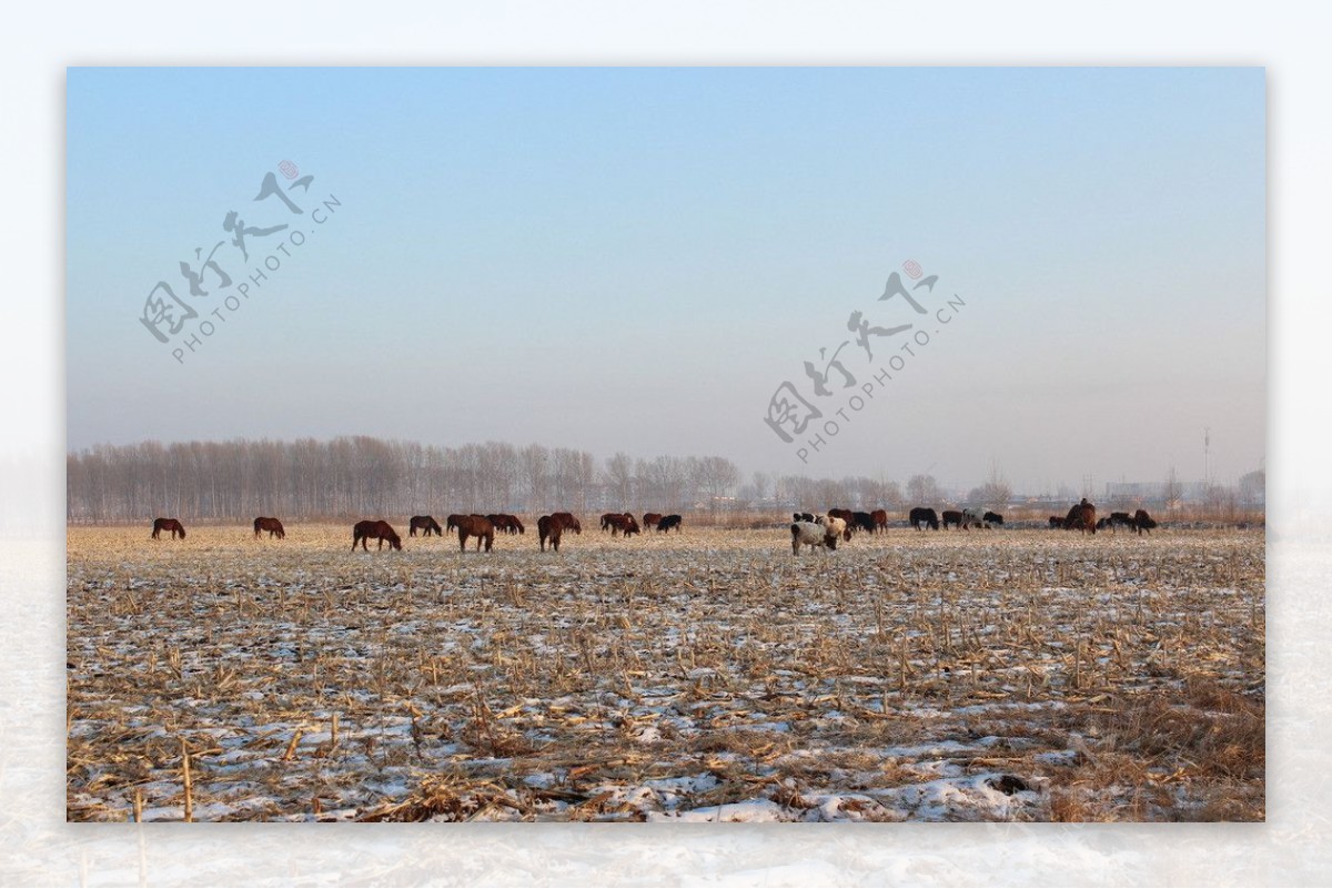 冬天的田野图片