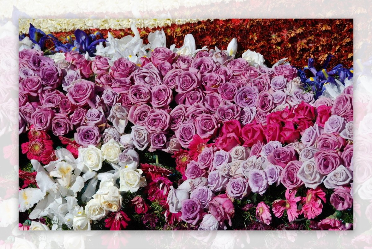 帕萨迪纳市玫瑰花车大图片