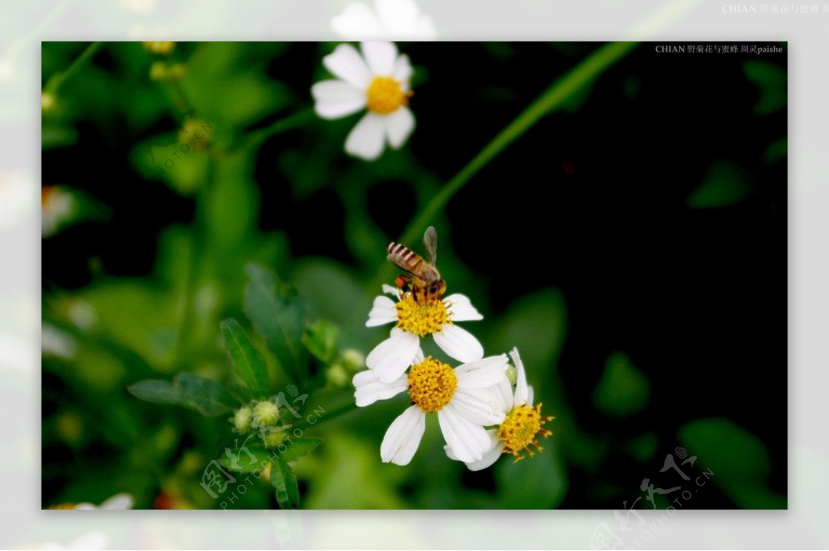野菊花与蜜蜂图片