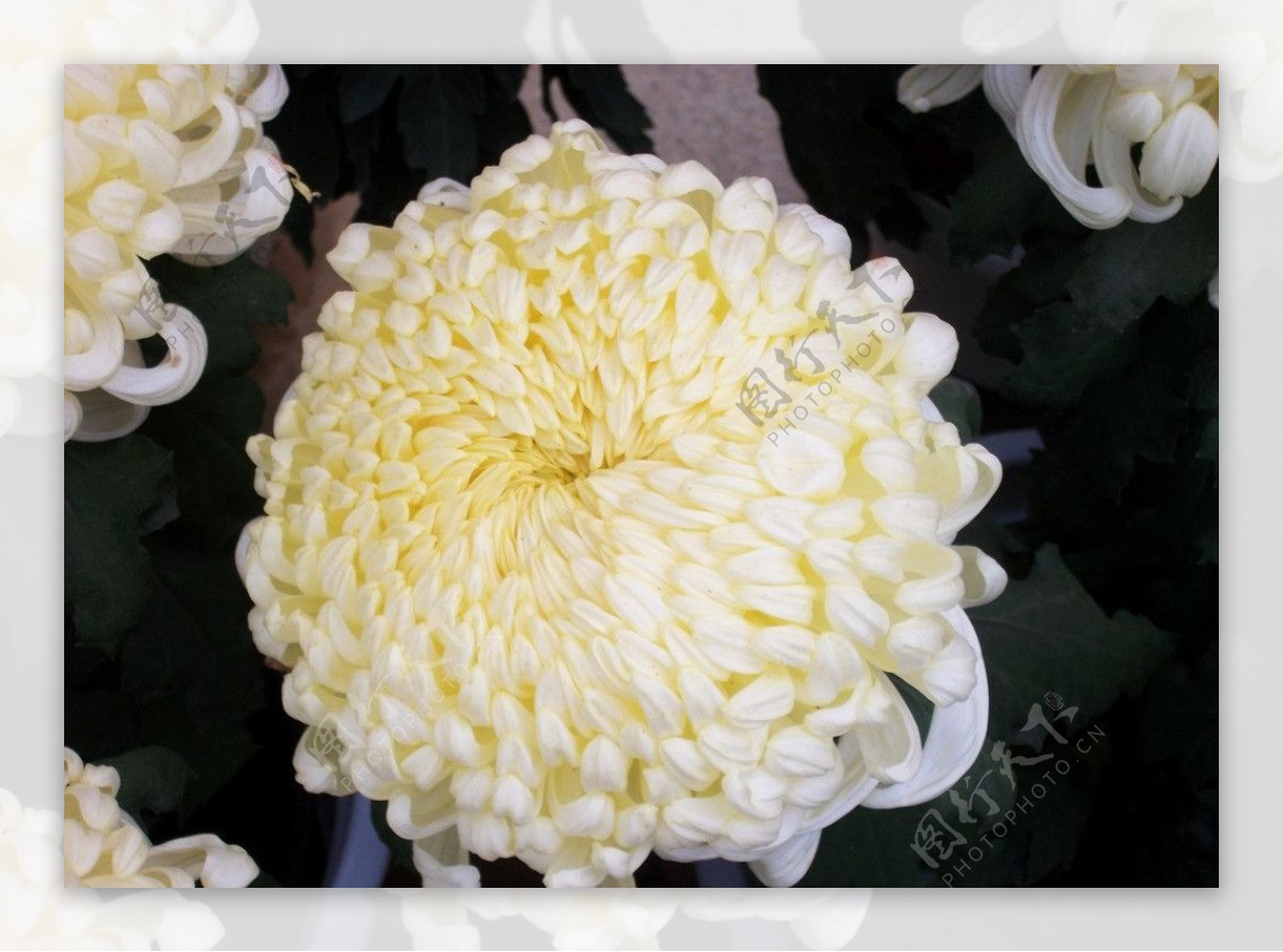 大朵白菊图片