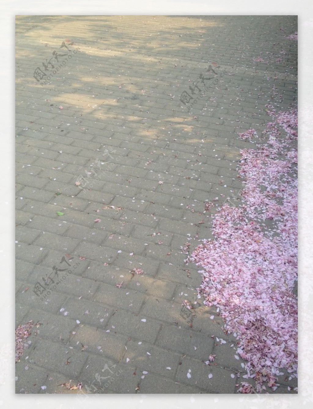樱花瓣图片