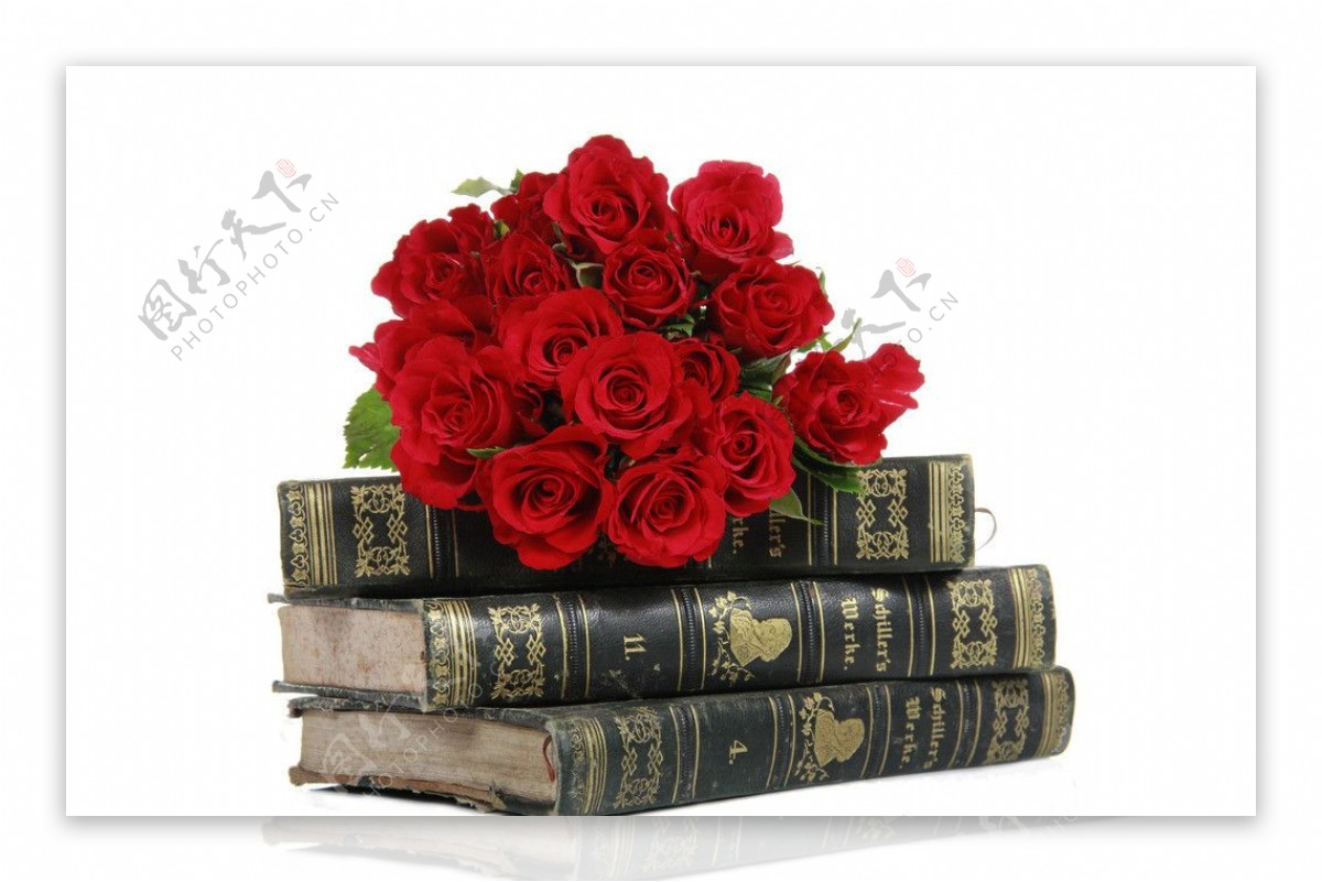红玫瑰书本图片