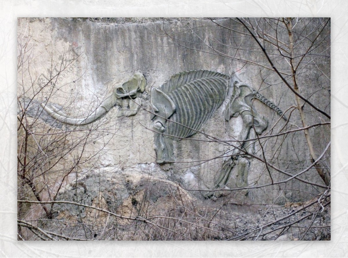 大象化石图片