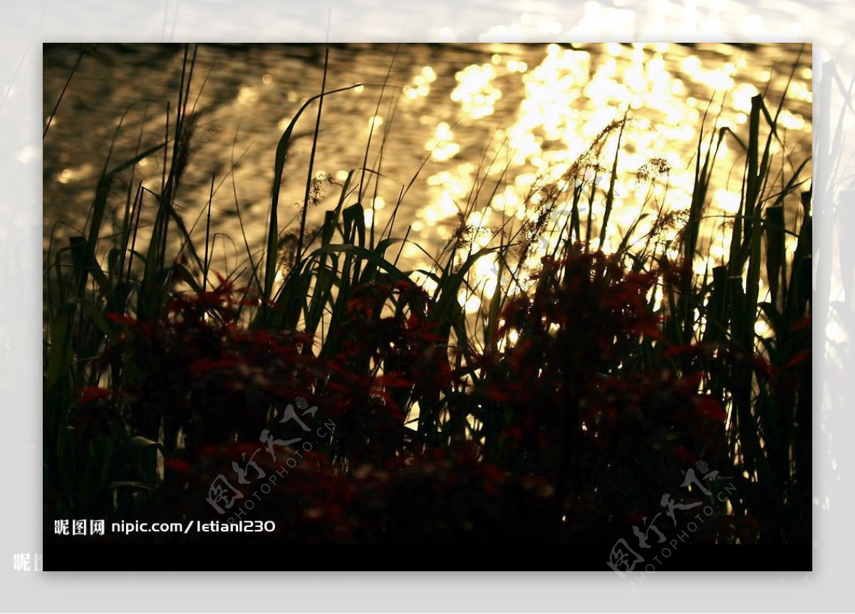 苇塘夕阳图片