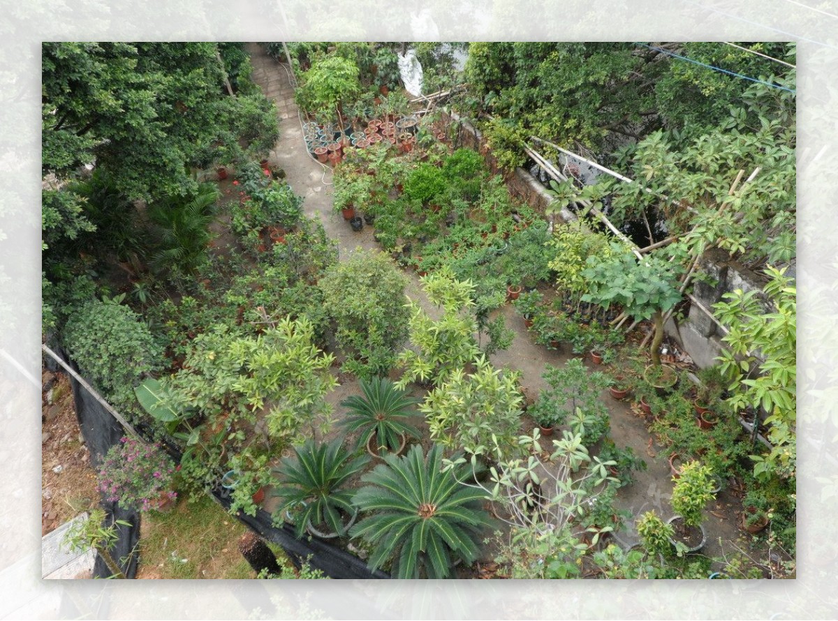 花草种植场图片