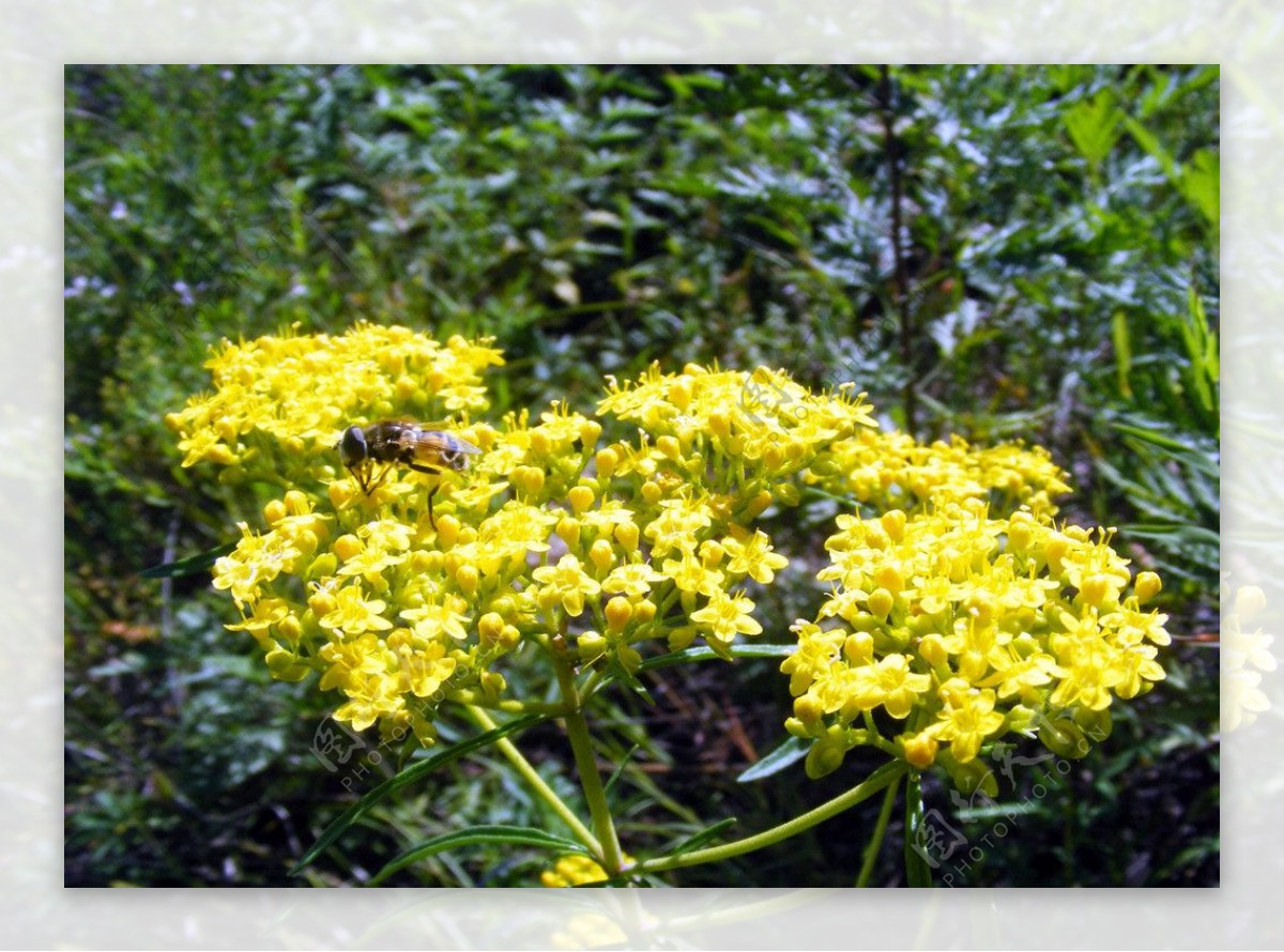 蜜蜂野花图图片