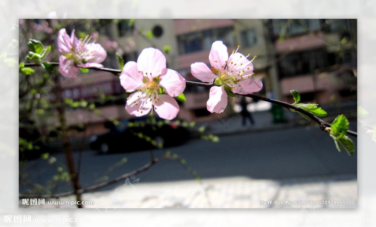 春日桃花图片