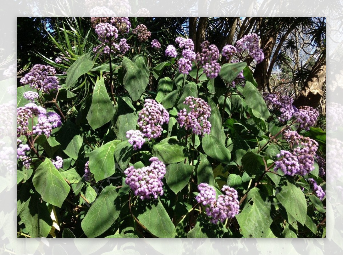 紫花丛图片