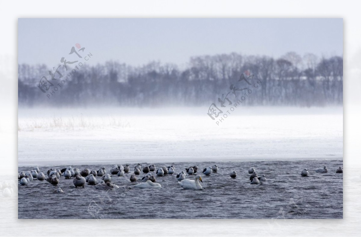 濤沸湖之冬图片