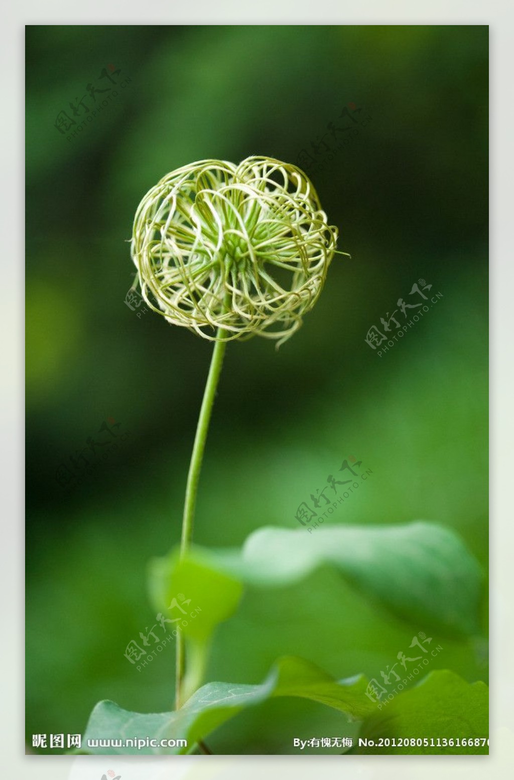 花球藤本花卉图片