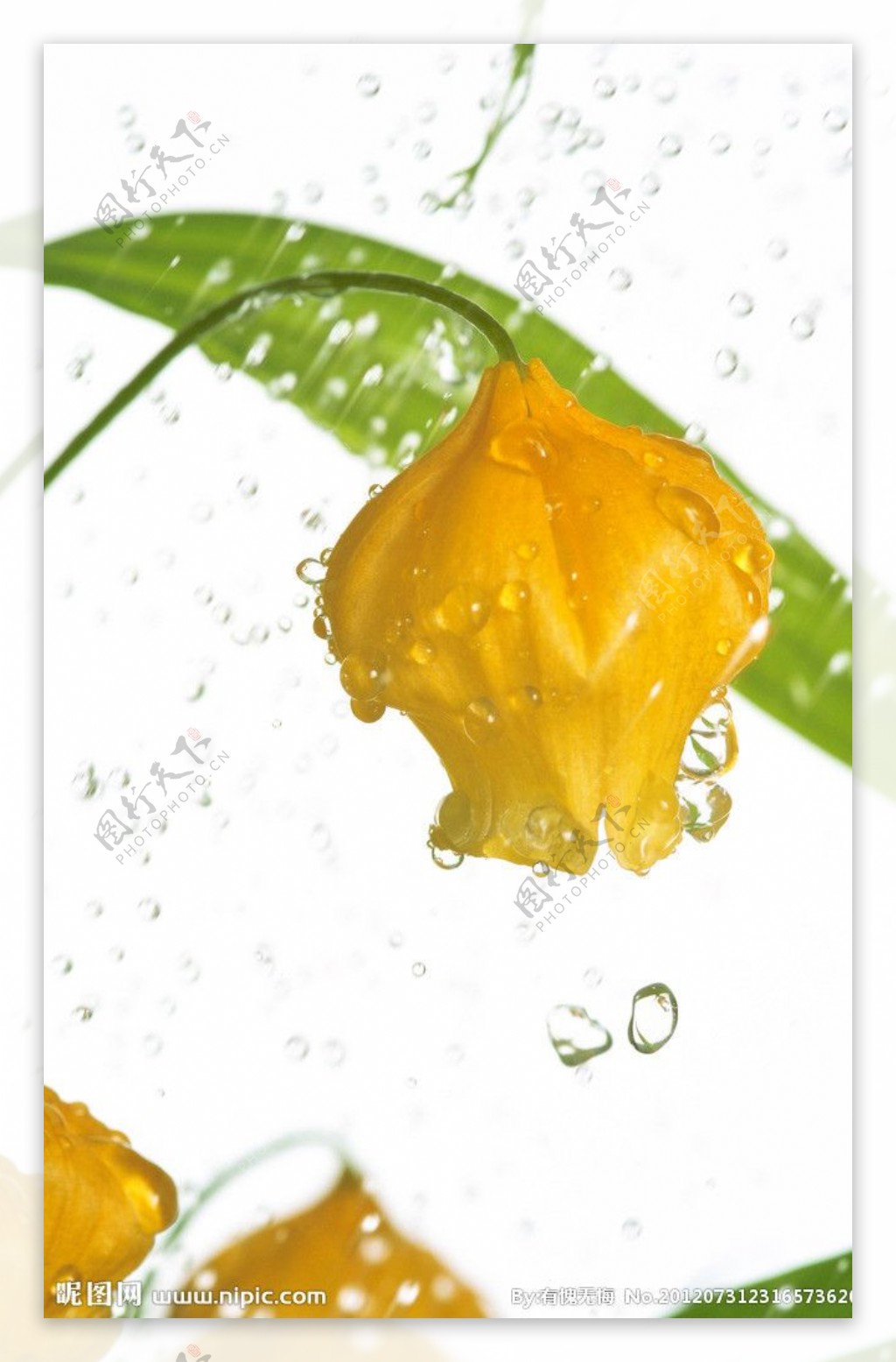 黄色花苞图片