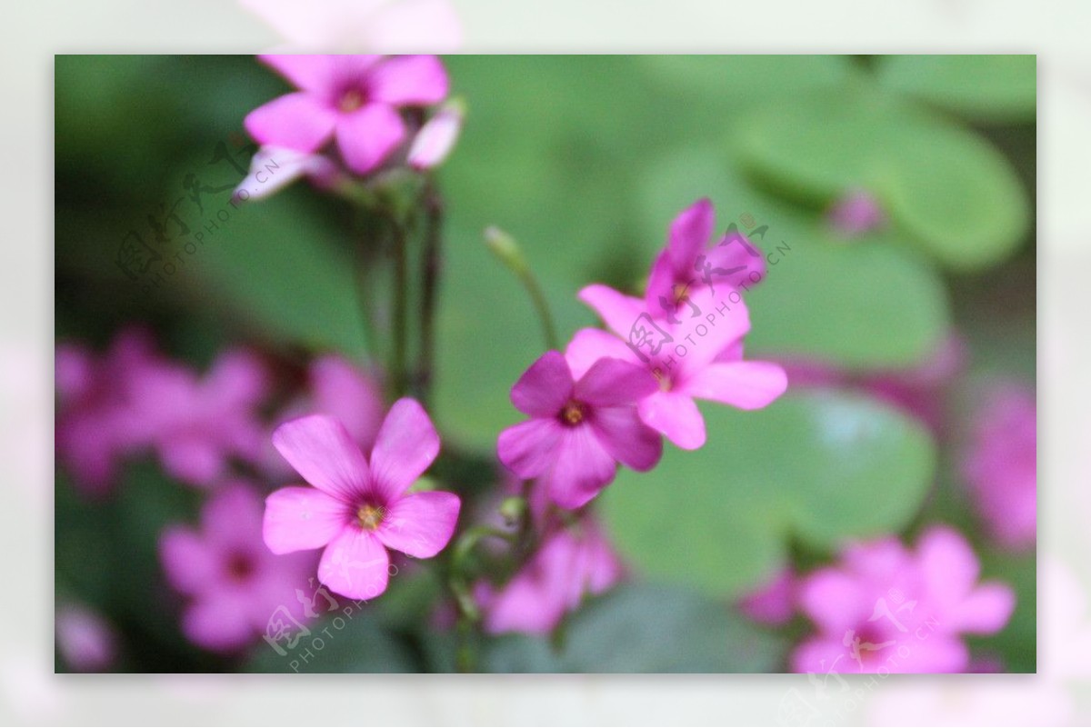 花朵特写图片