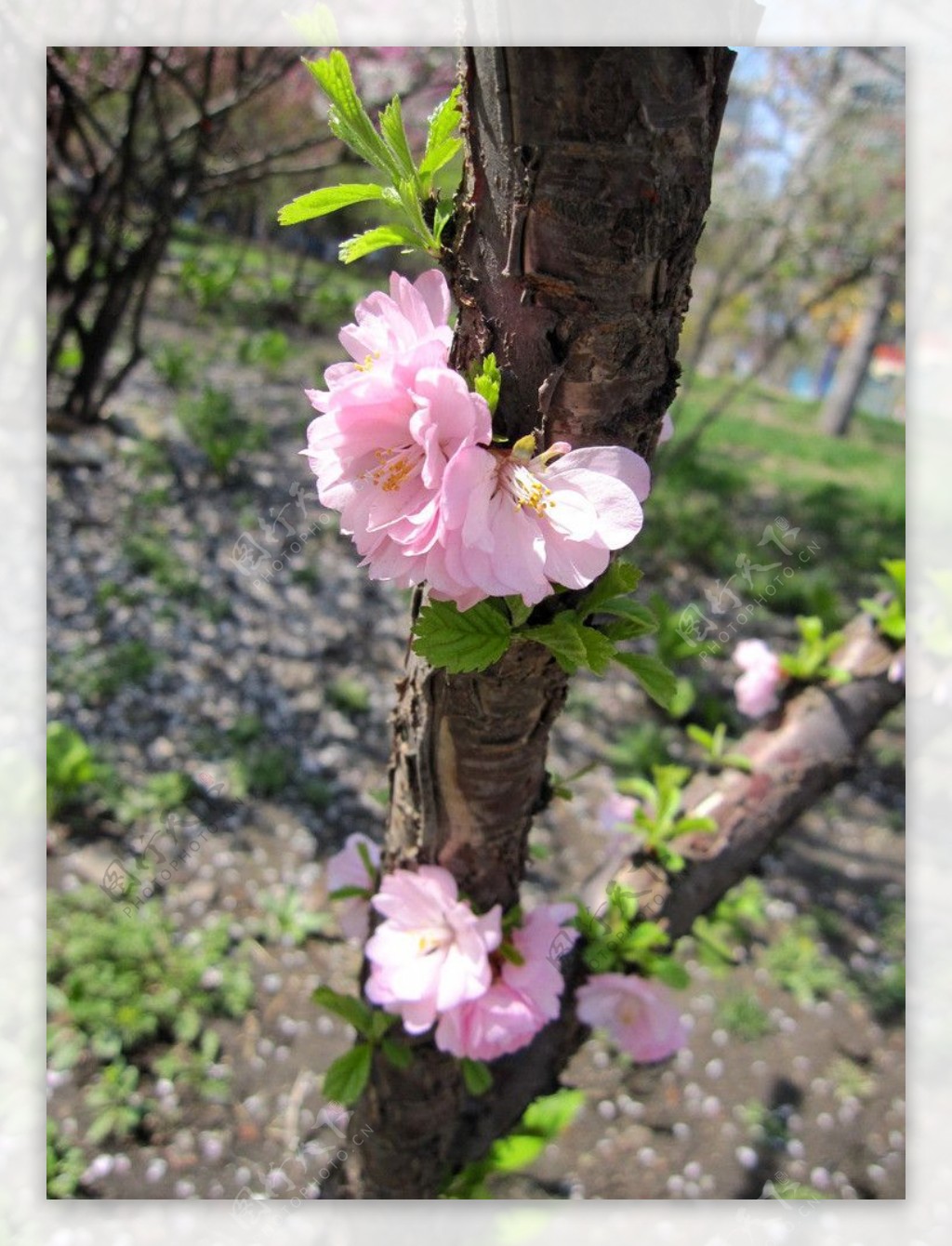 春光里的桃花图片