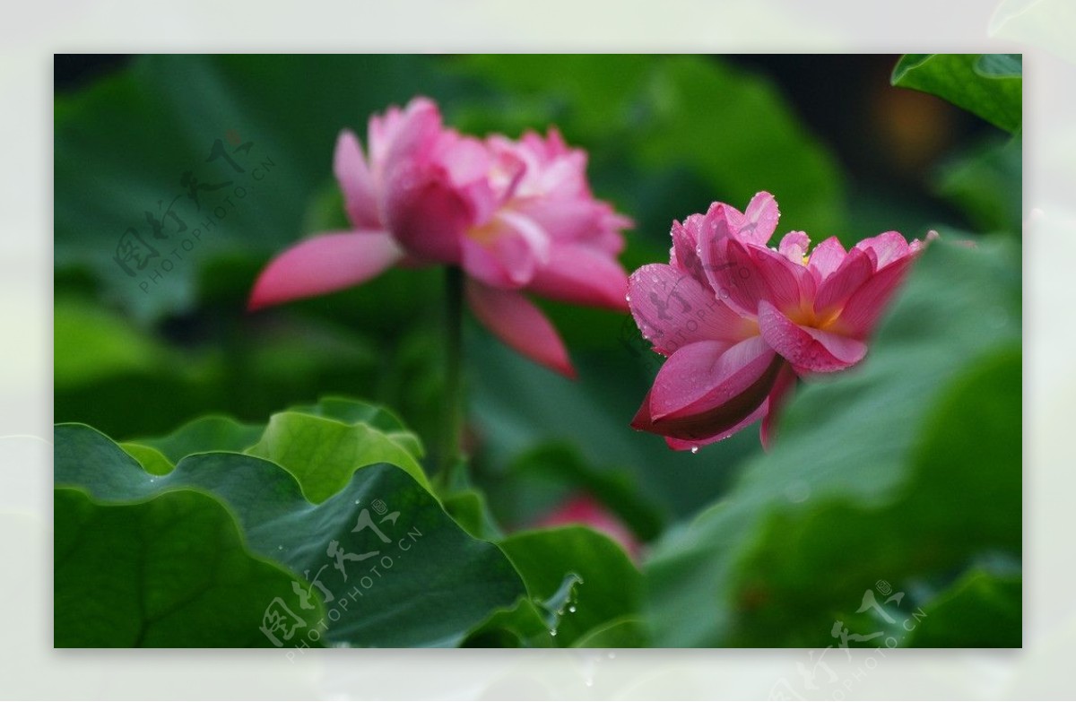 雨后荷花图片