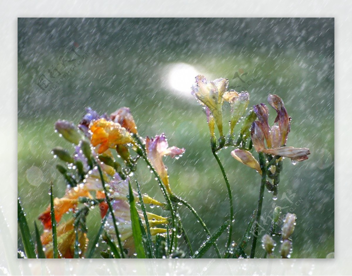 阵雨花朵图片