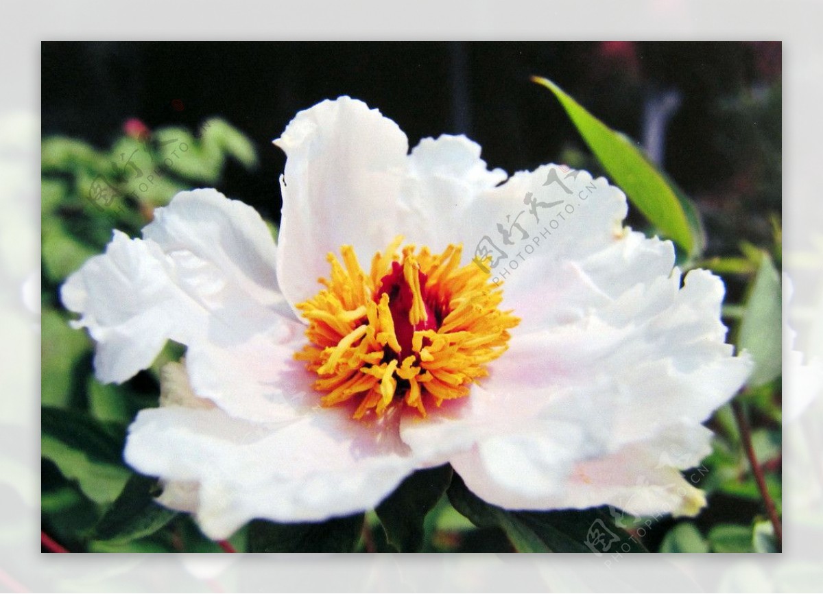 茶花花卉图片