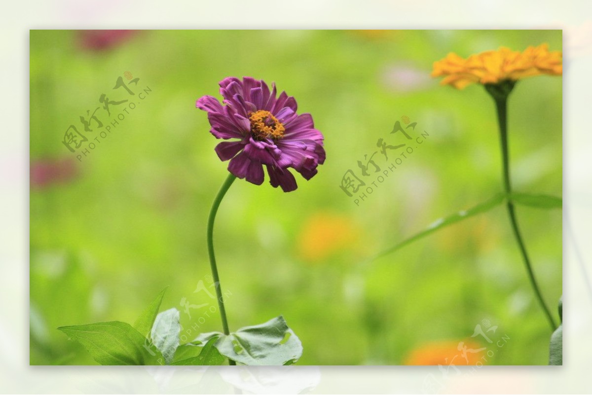绛紫色百日菊图片