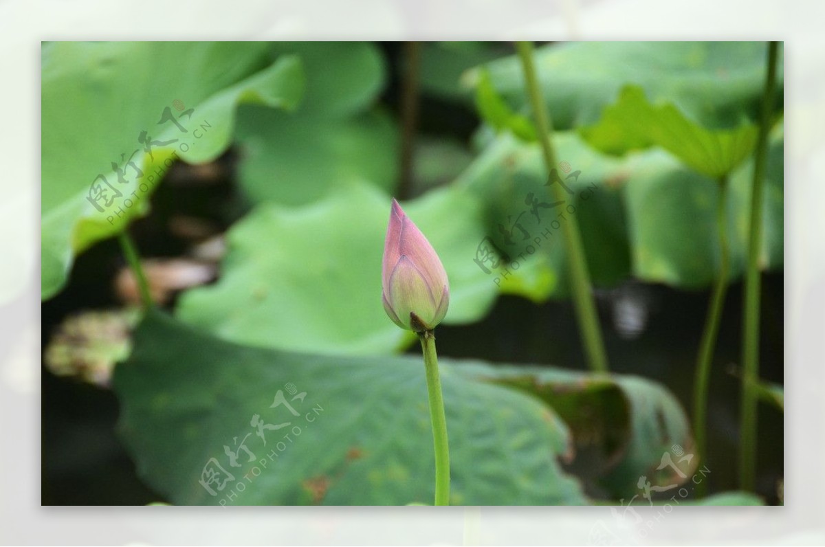 荷花图片