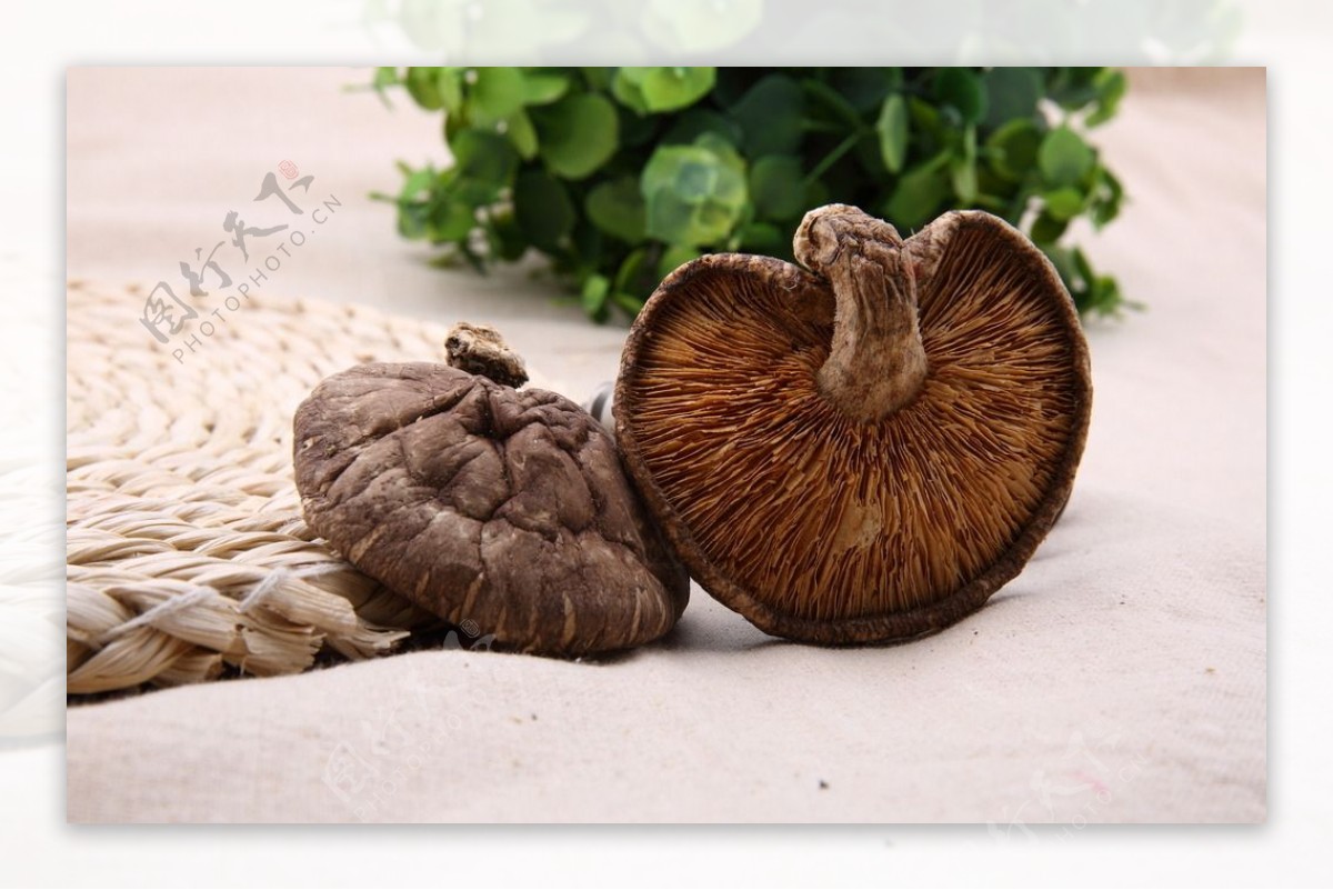 椴木香菇图片