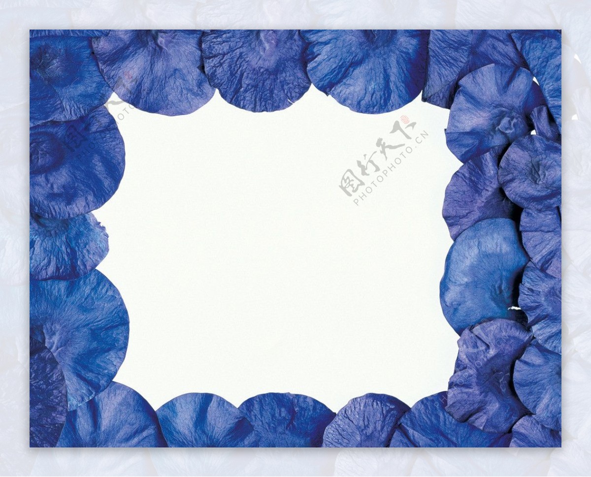 蓝色花瓣图片