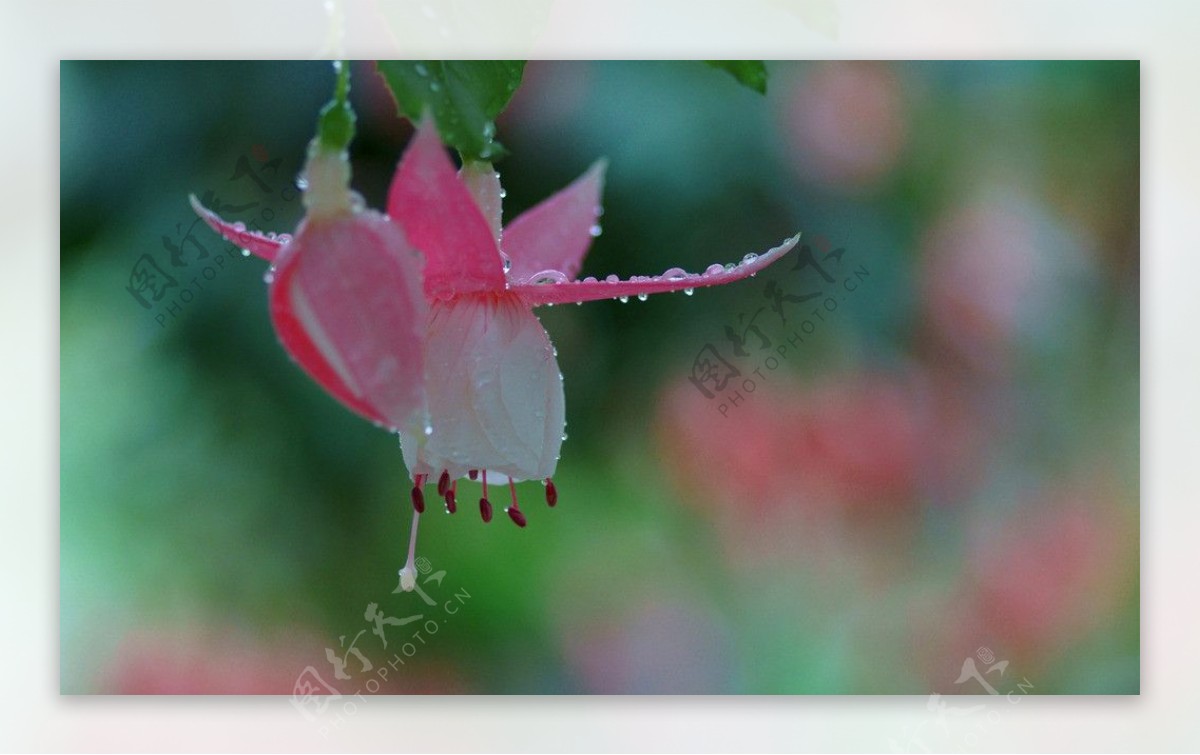 吊钟海棠花图片