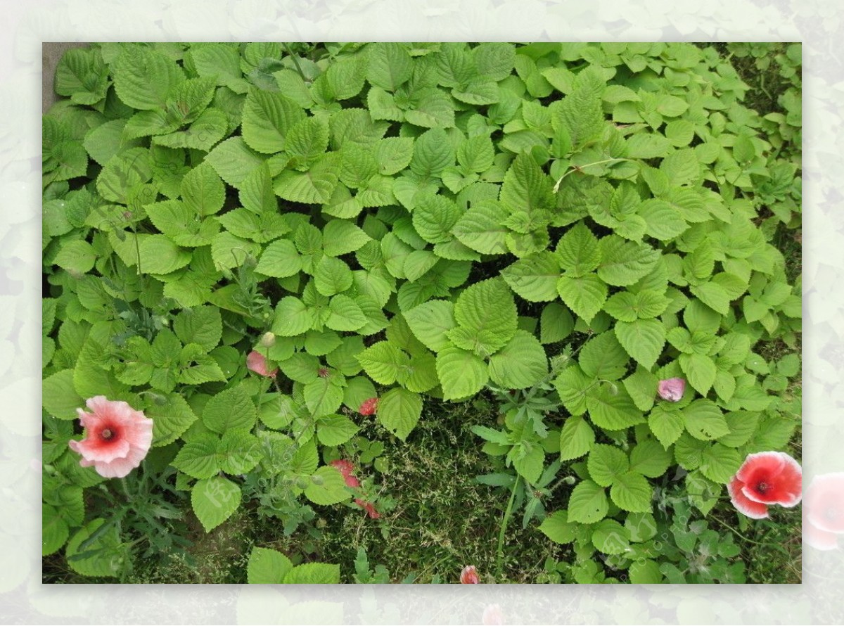 绿叶红花图片