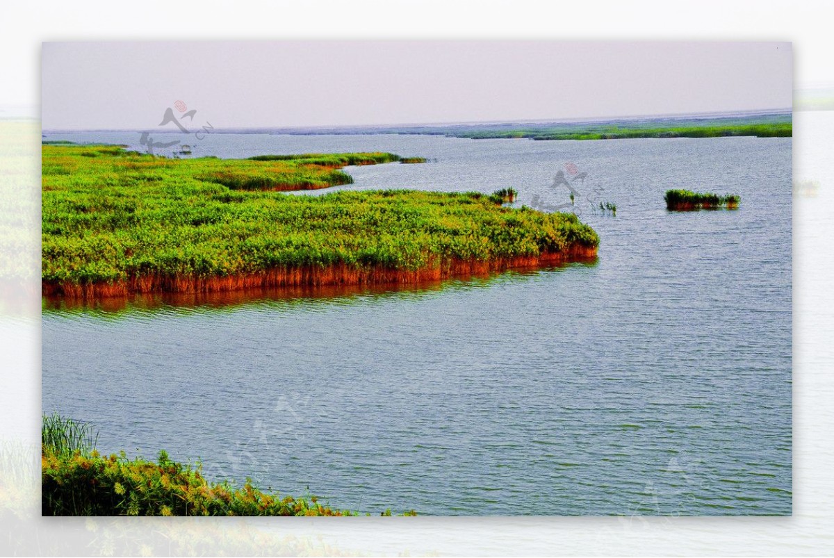 黄河入海口湿地图片