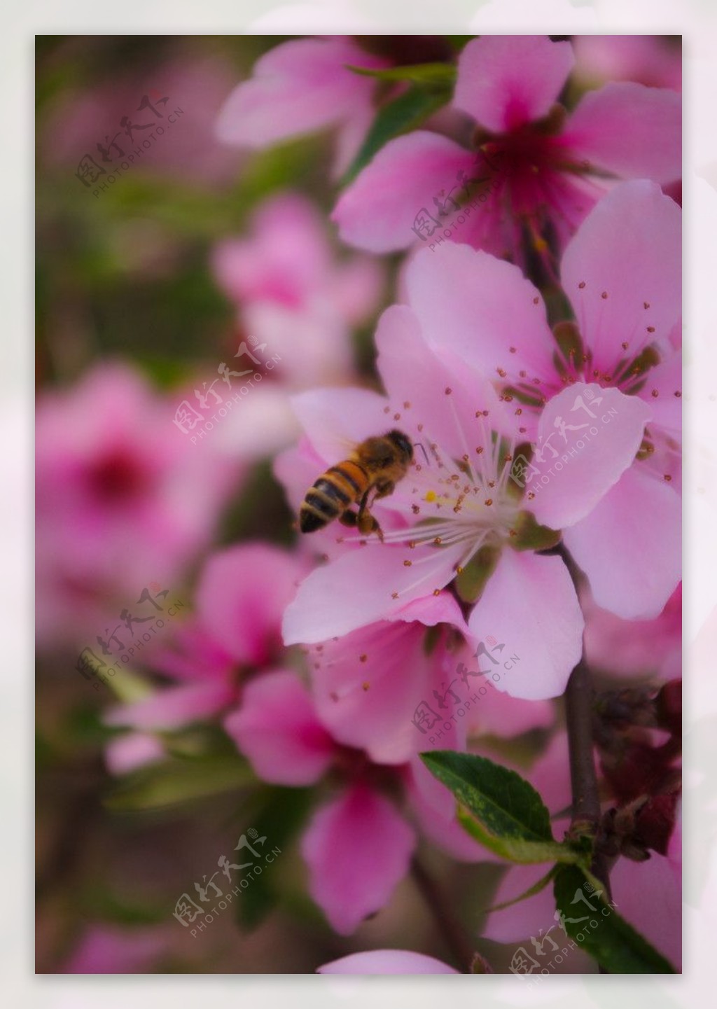 桃花蜜蜂图片