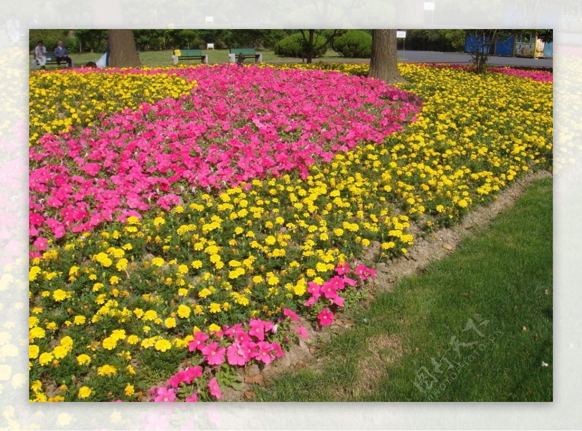 鲜花景观图片