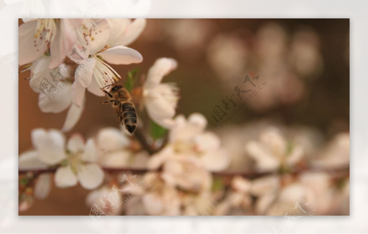 蜂花图片