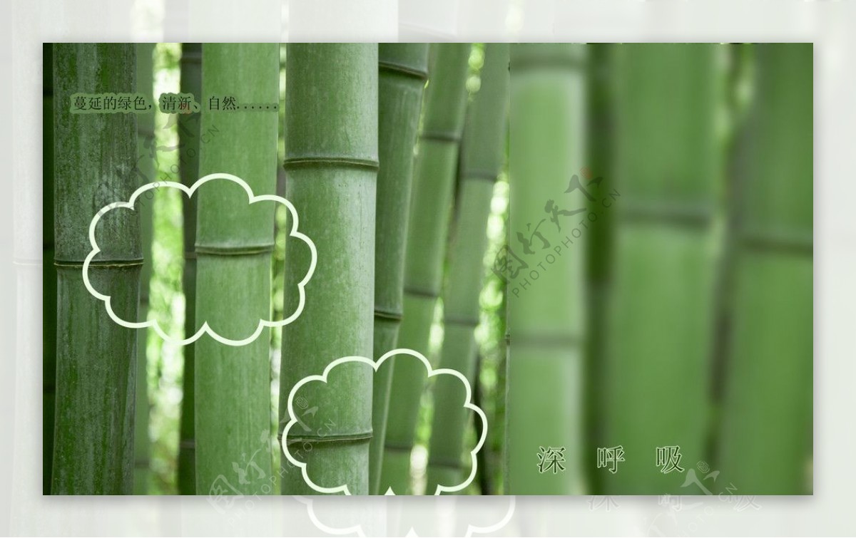 翠绿的竹林图片