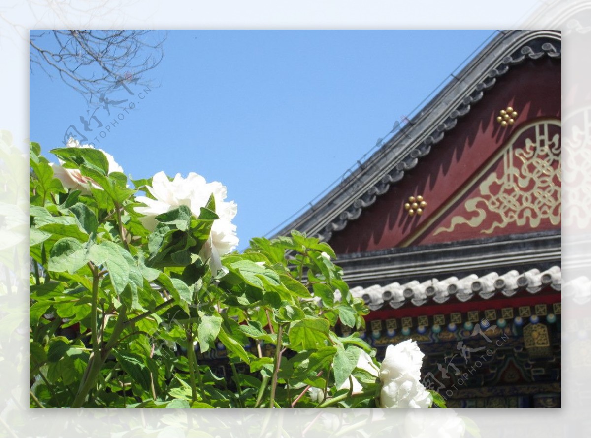 夏日颐和园的白牡丹图片