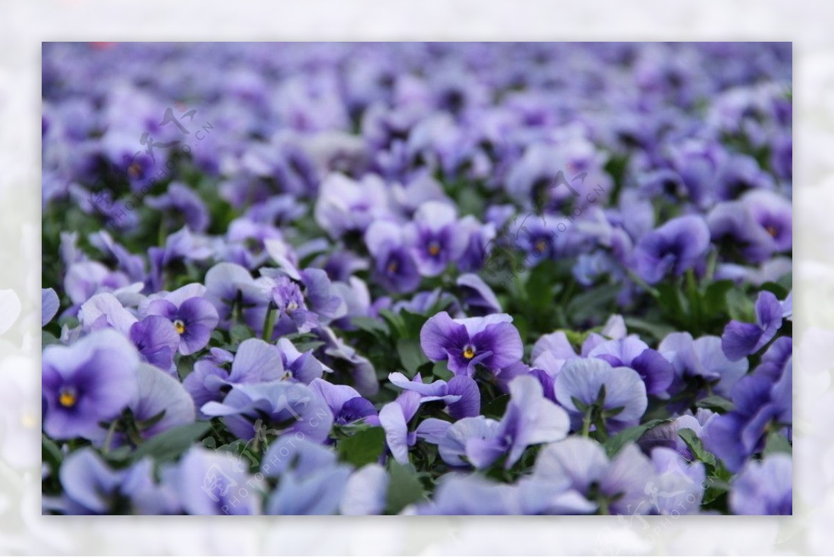 紫色鲜花丛图片