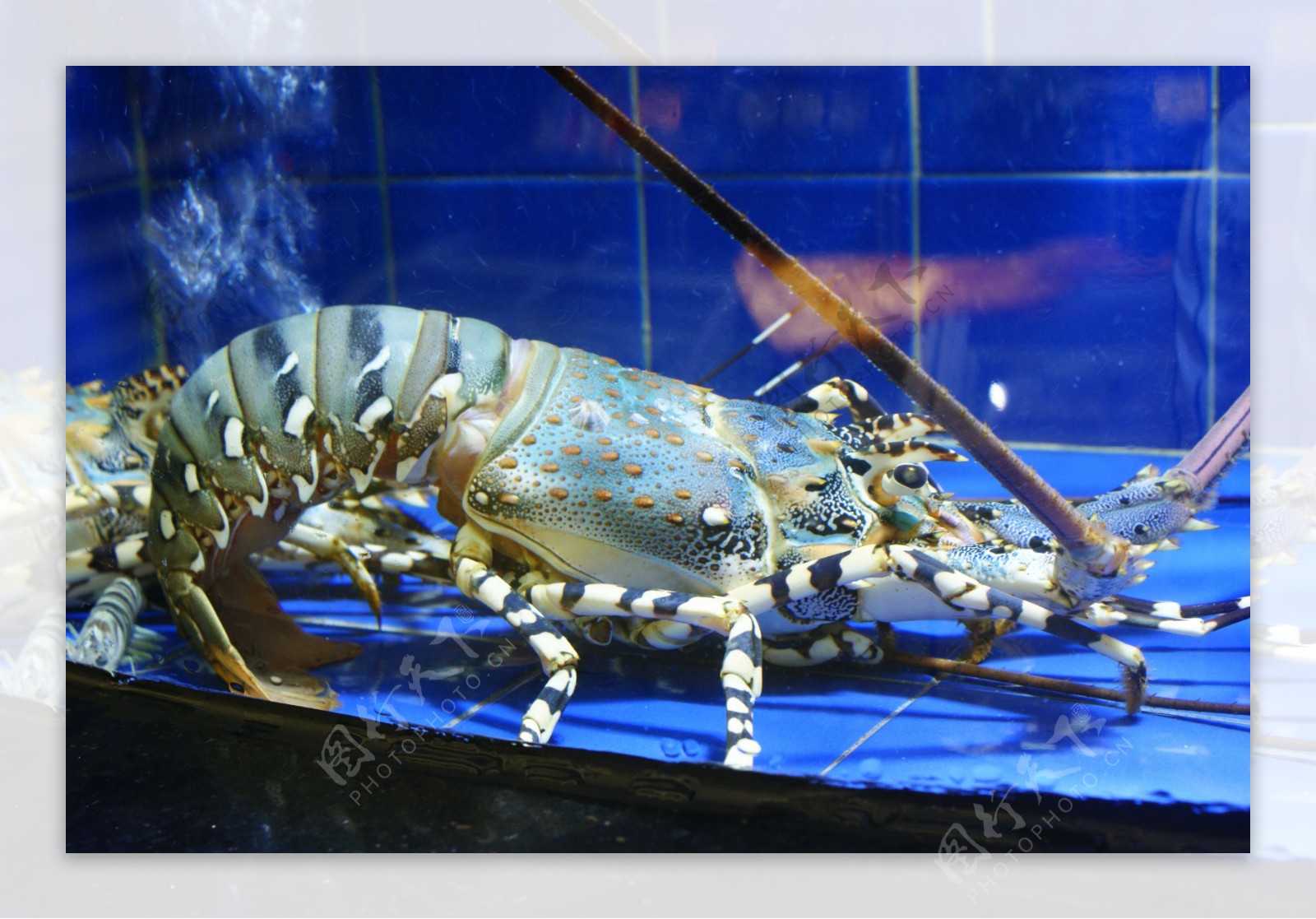 龙虾澳洲龙虾虾鱼缸图片
