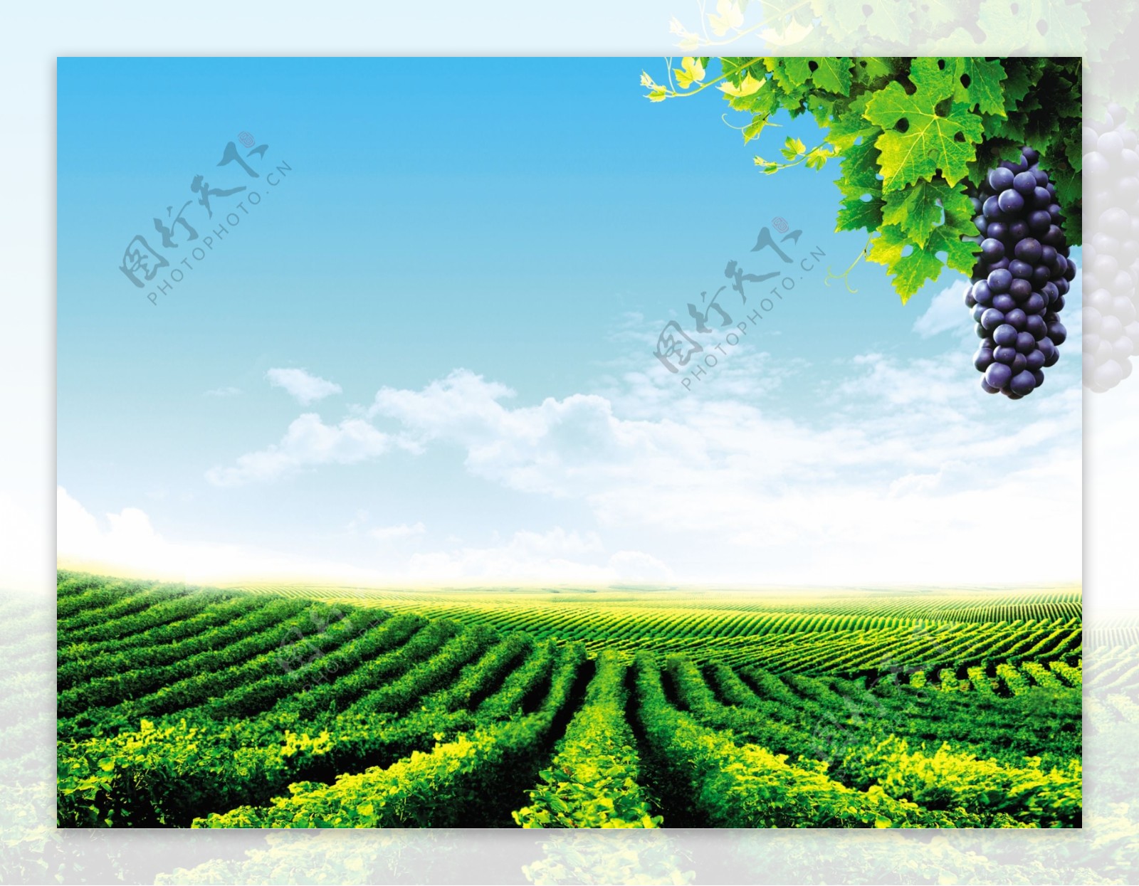 葡萄庄园风景图图片